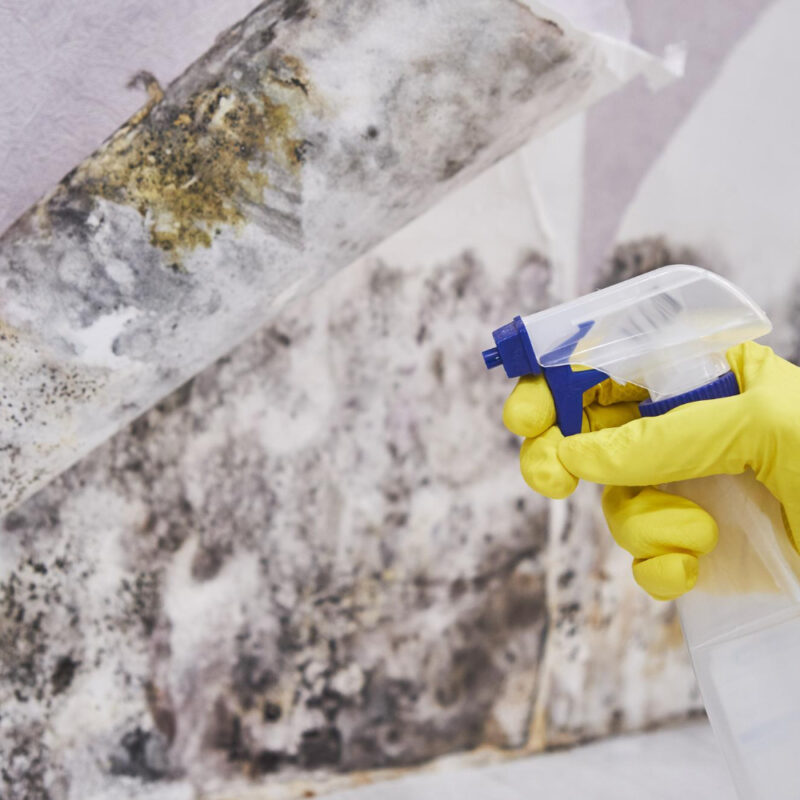 bathroom mould