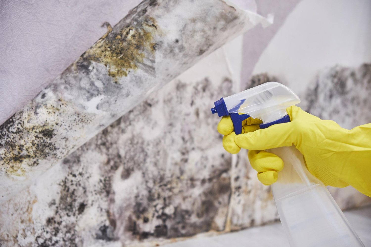 Effective Ways to Prevent Mould in Your Bathroom