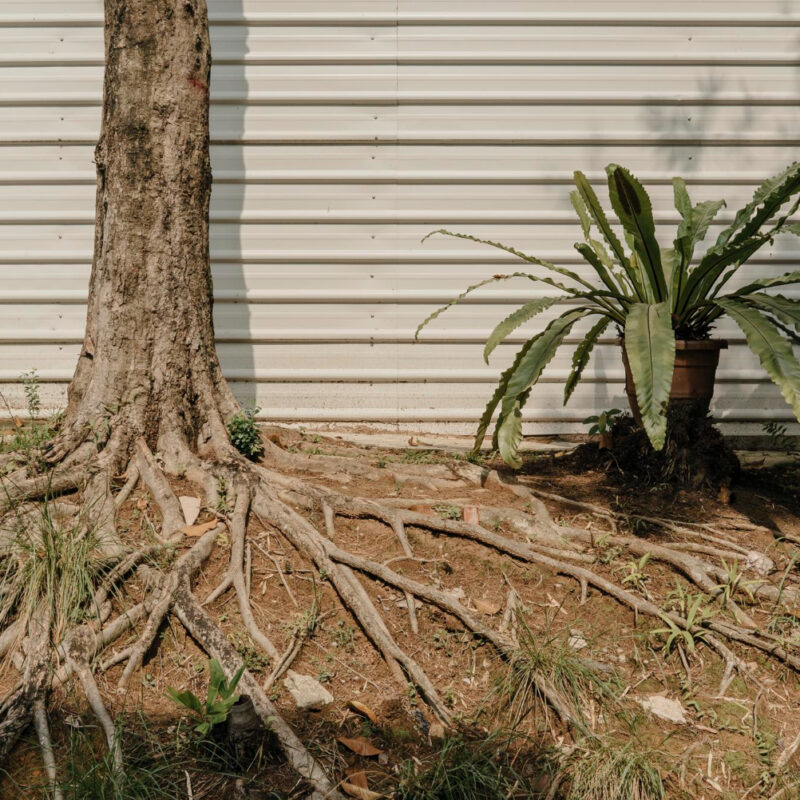 tree roots