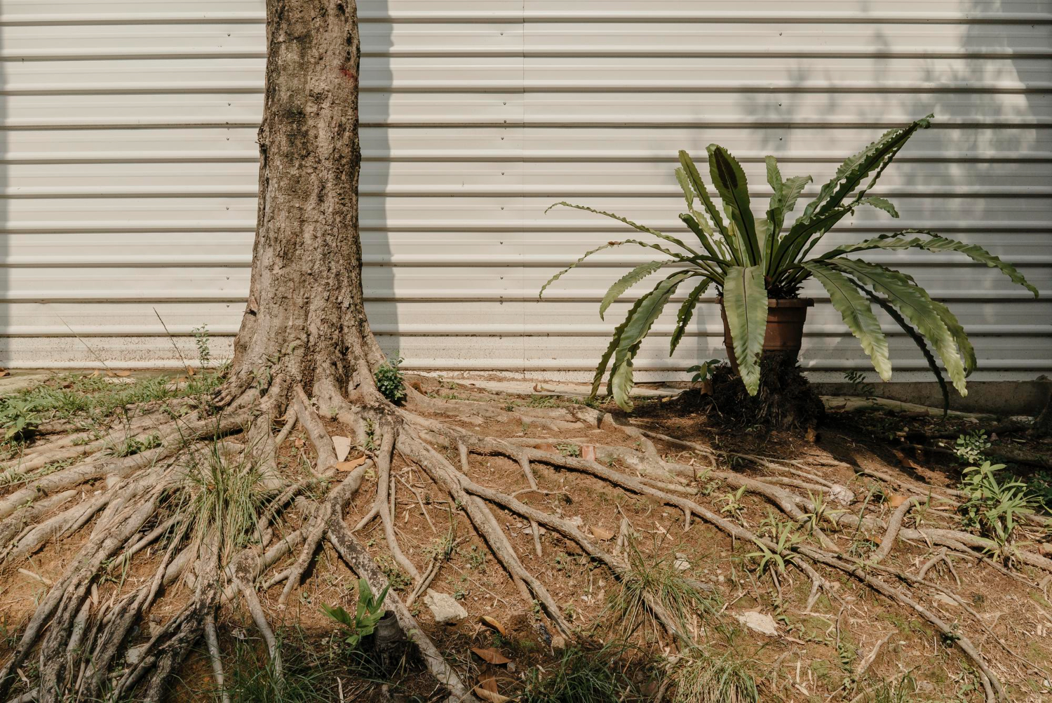 How to Prevent Tree Roots from Damaging Your Pipes